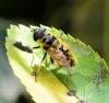 Myathropa florea